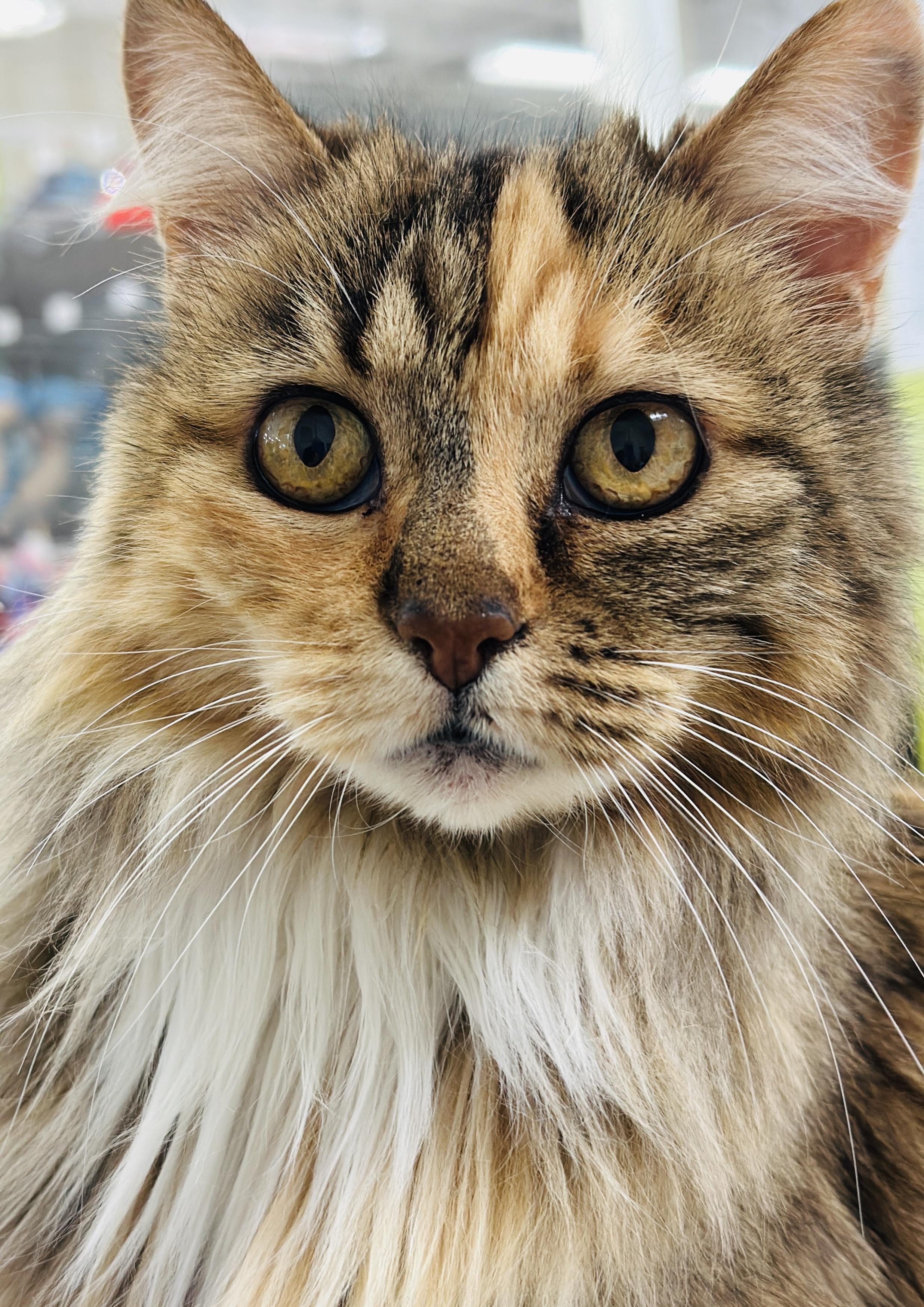 Enlarge Merry Berry, an adopted Domestic Medium Hair in Redmond, WA image 1/3