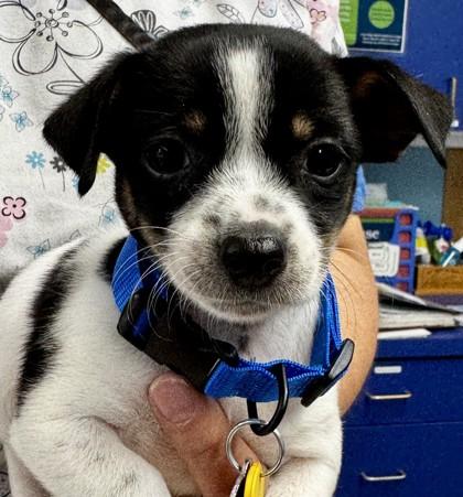 Toni, Adopted, Puppy Female Mixed Breed.