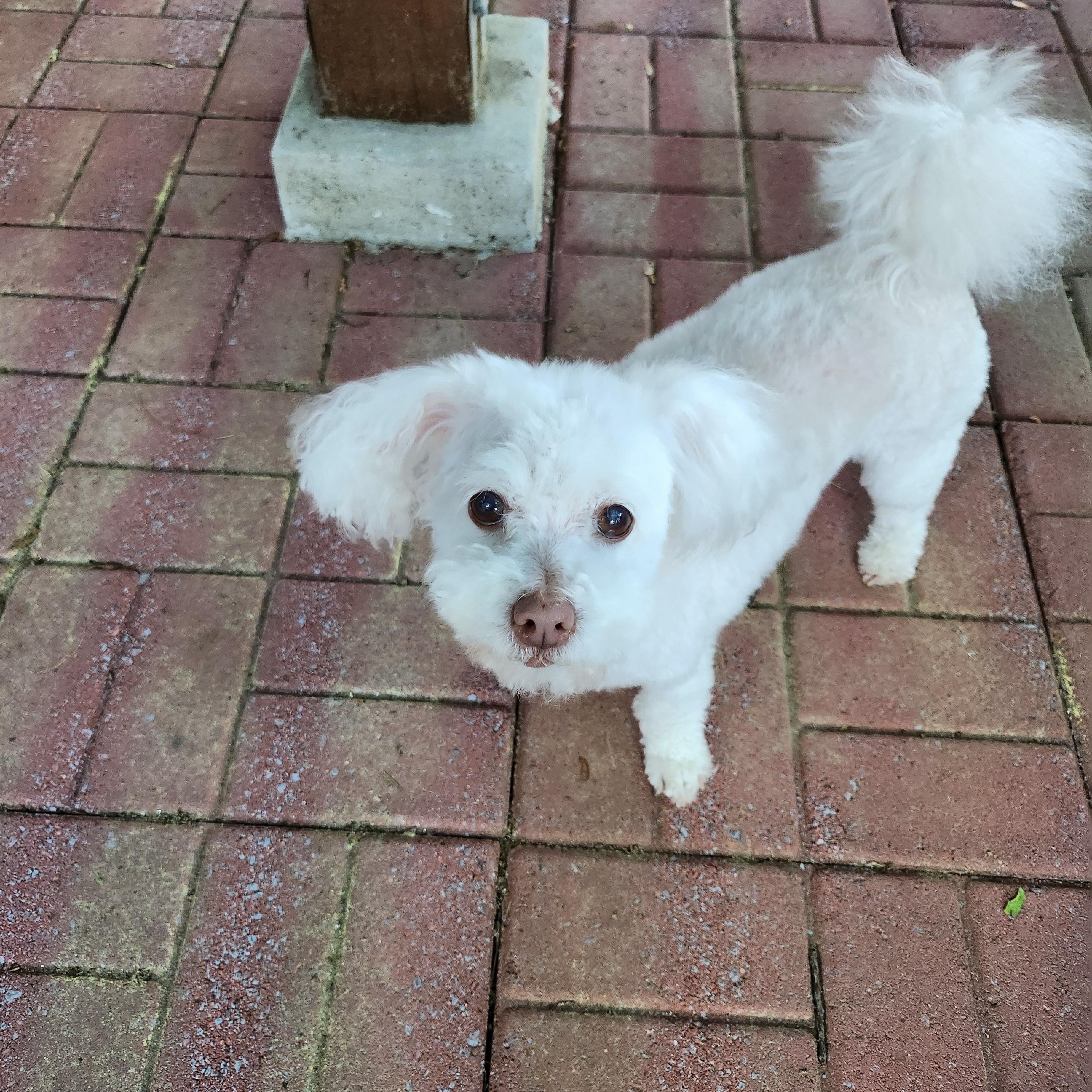 Fluffy, Adopted, Senior Female Bichon Frise.