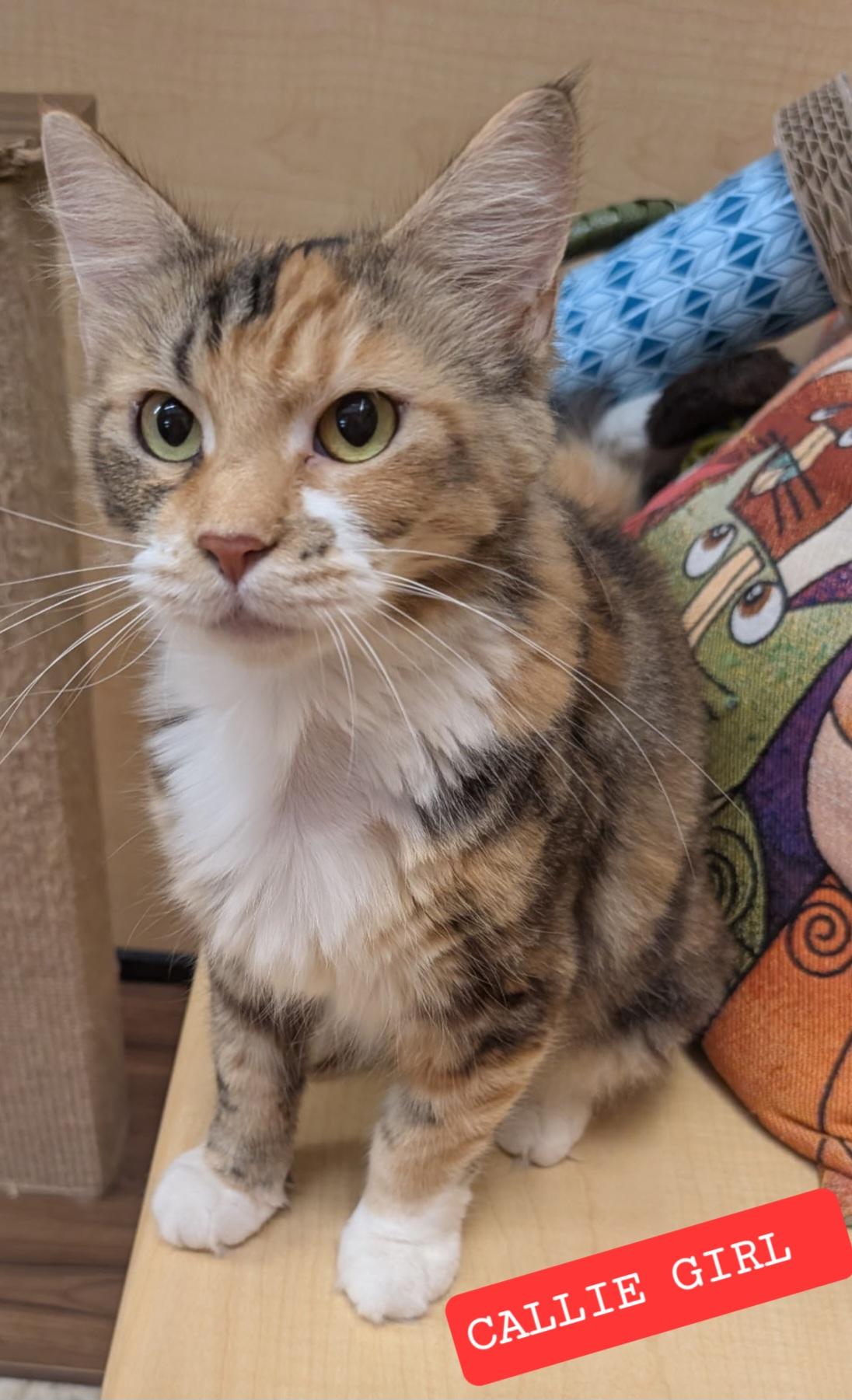 Callie Girl, Adoptable, Adult Female Calico & Domestic Long Hair.