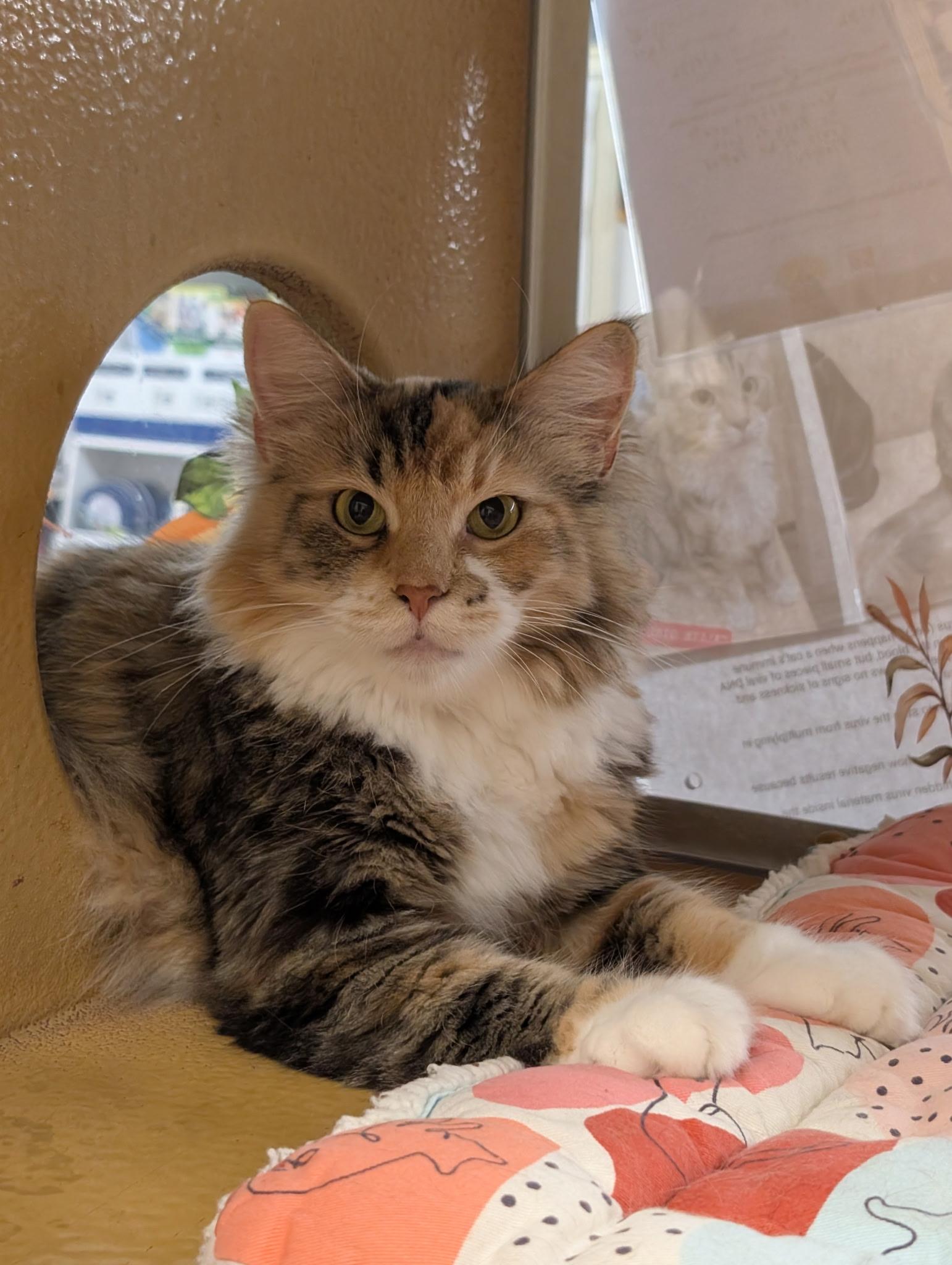 Enlarge Callie Girl, a Adoptable mixed breed in Elgin, SC image 5/5
