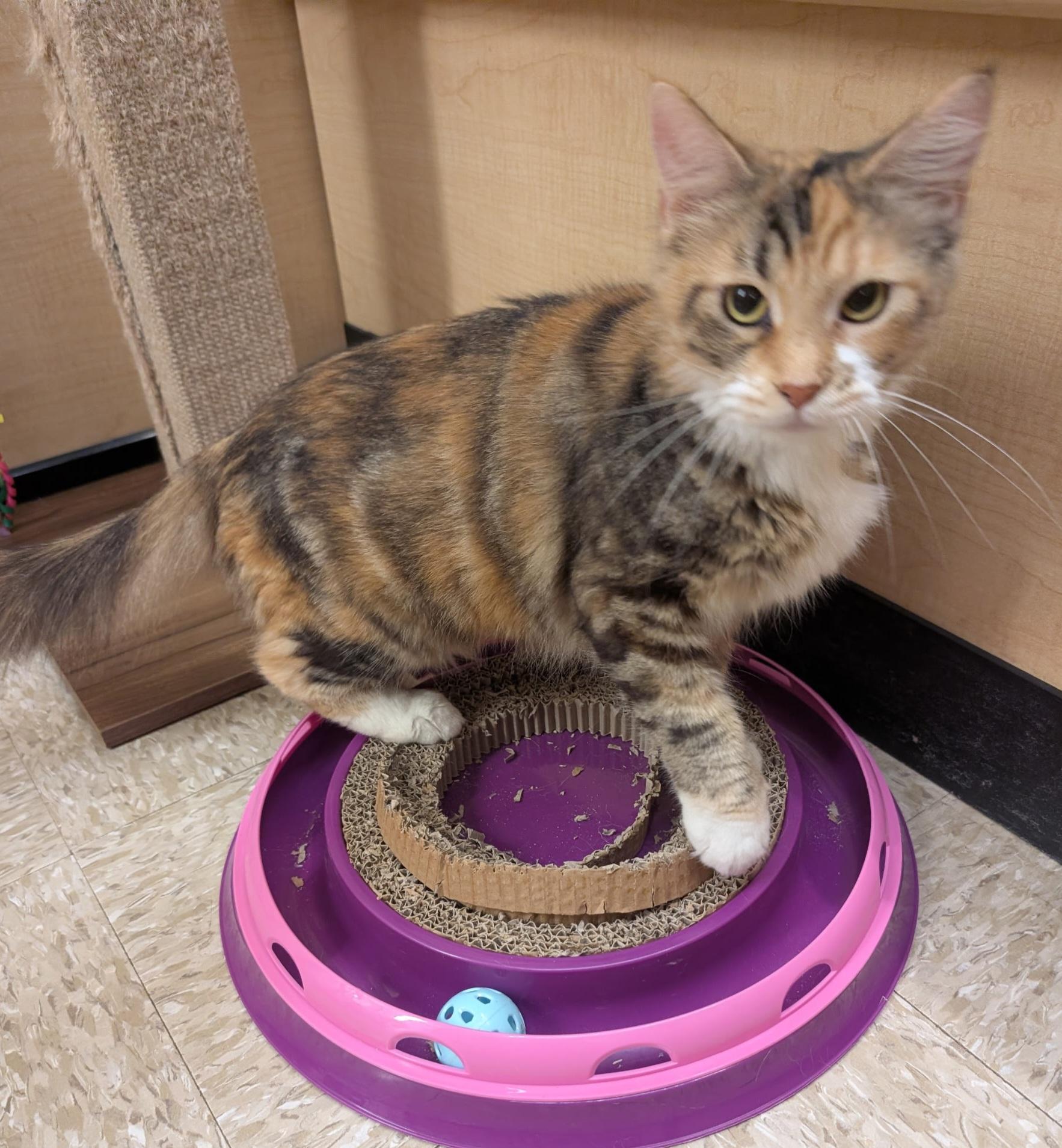 Enlarge Callie Girl, a Adoptable mixed breed in Elgin, SC image 3/5