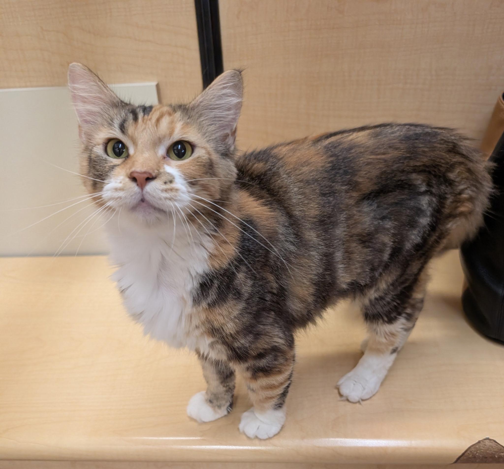 Enlarge Callie Girl, a Adoptable mixed breed in Elgin, SC image 2/5