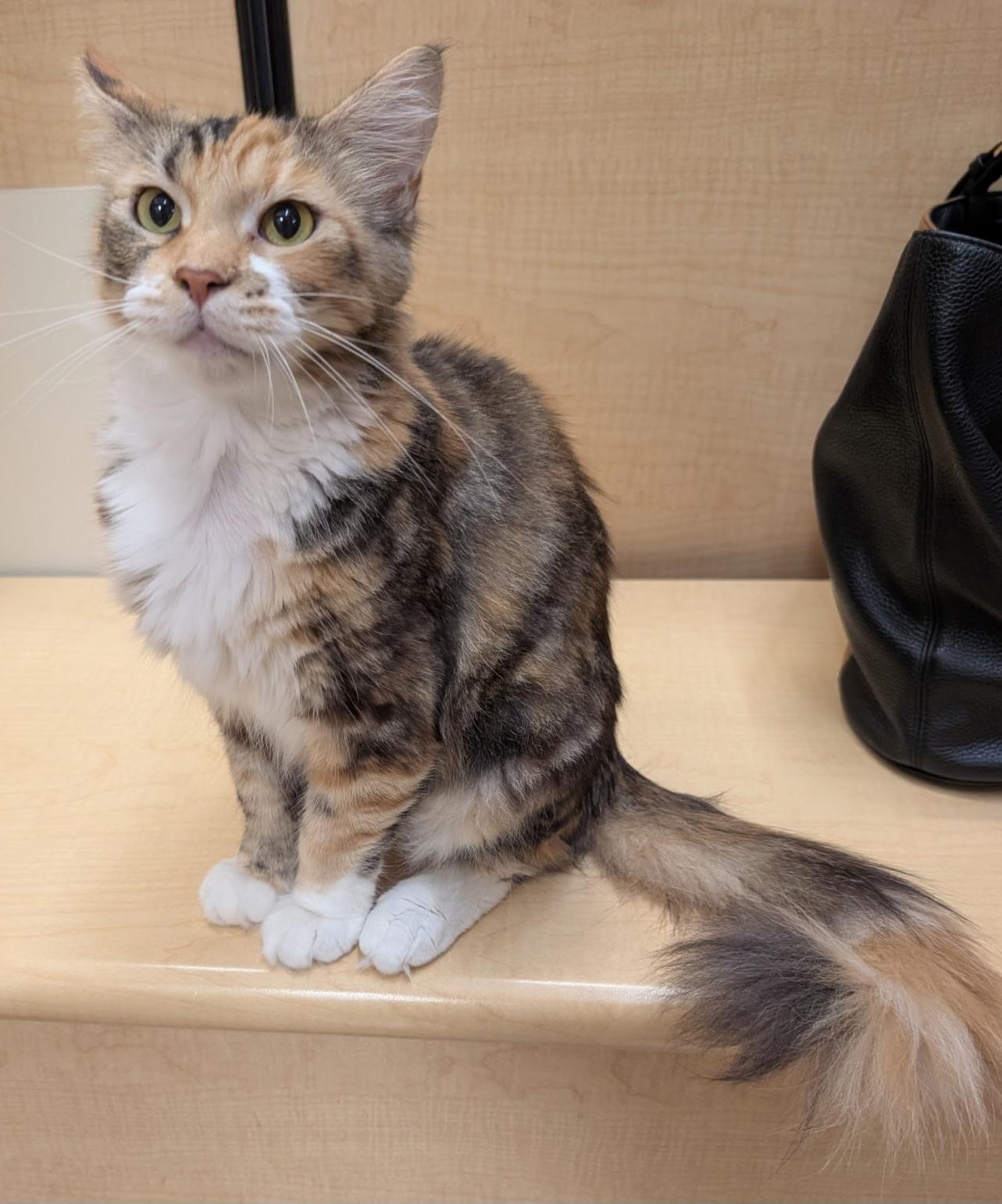 Enlarge Callie Girl, a Adoptable mixed breed in Elgin, SC image 4/5