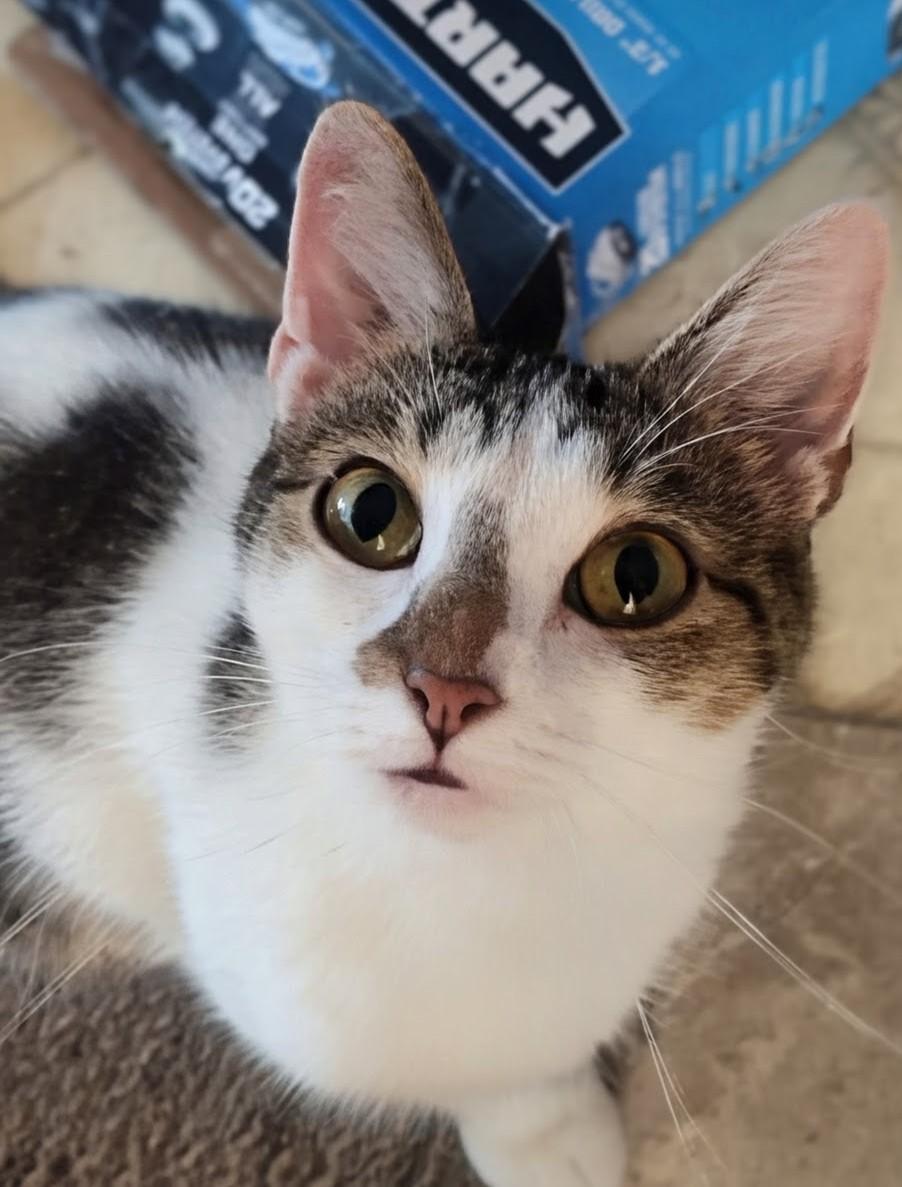 Athena, Adoptable, Adult Female Domestic Short Hair.