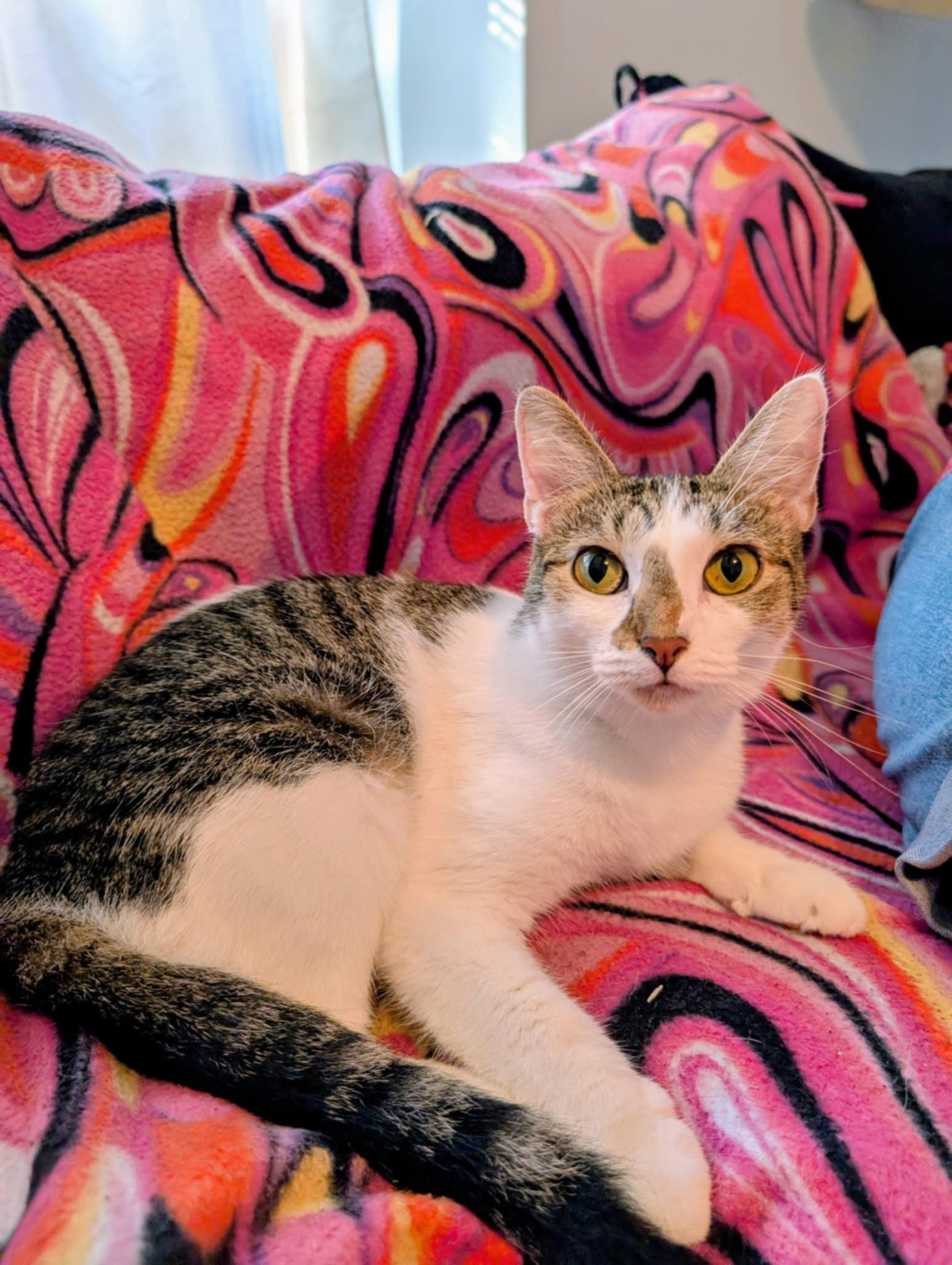 Enlarge Athena, a Adoptable Domestic Short Hair in Tilton, IL image 2/6