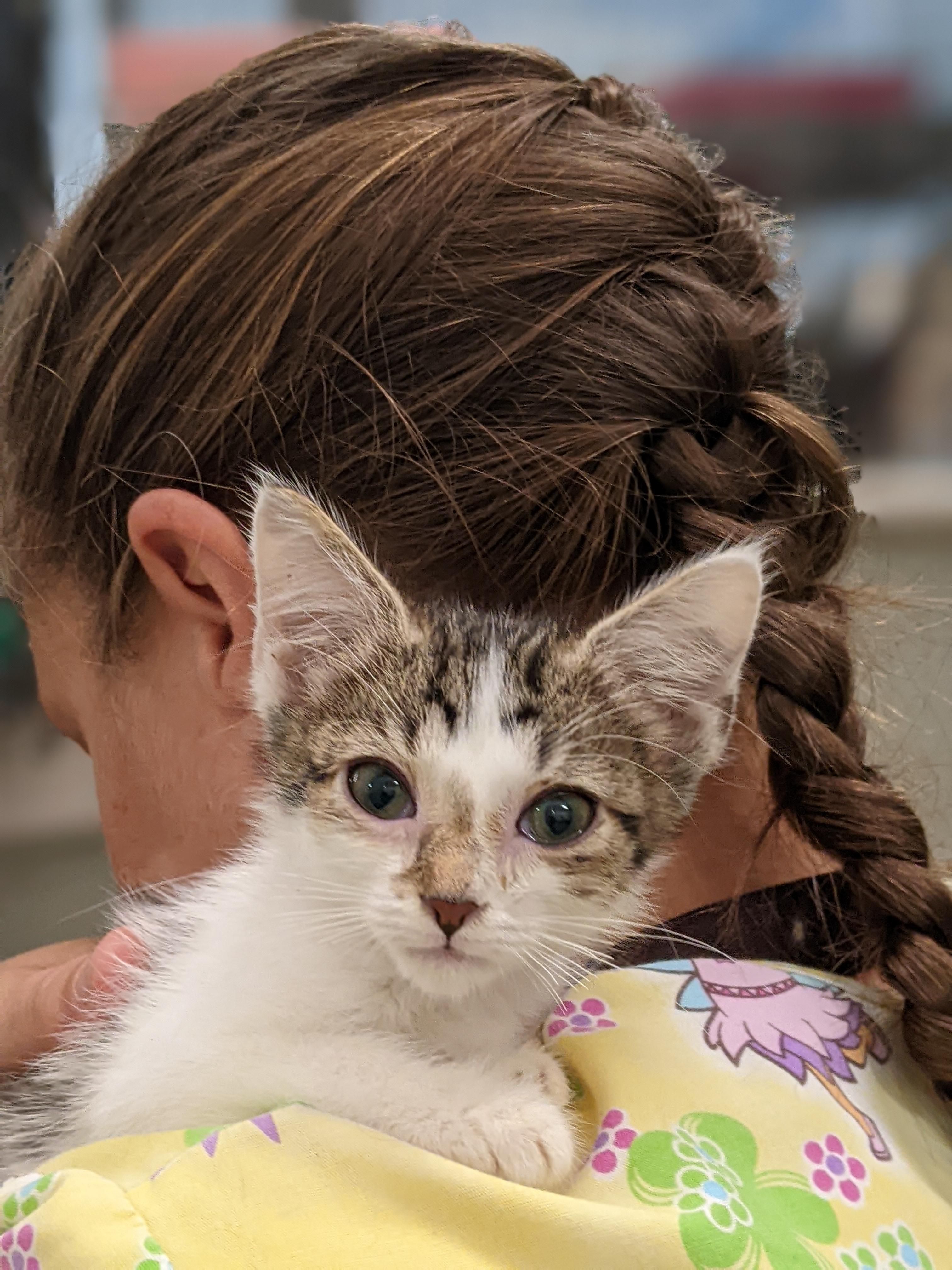 Enlarge Athena, a Adoptable Domestic Short Hair in Tilton, IL image 6/6