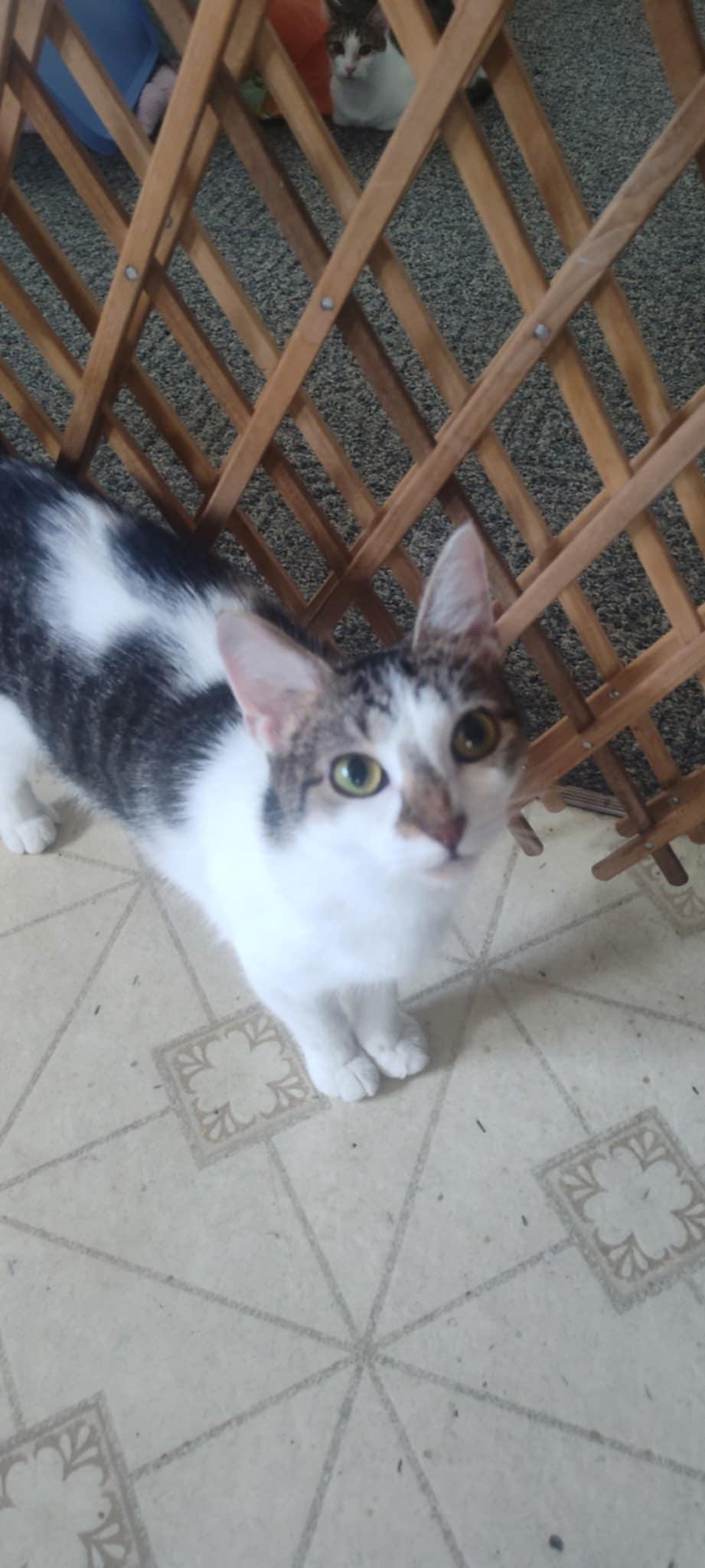 Enlarge Athena, a Adoptable Domestic Short Hair in Tilton, IL image 4/6