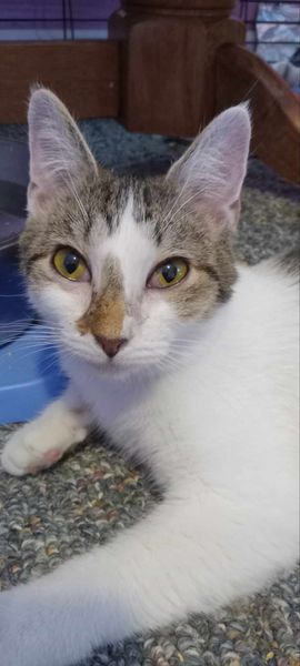 Enlarge Athena, a Adoptable Domestic Short Hair in Tilton, IL image 5/6