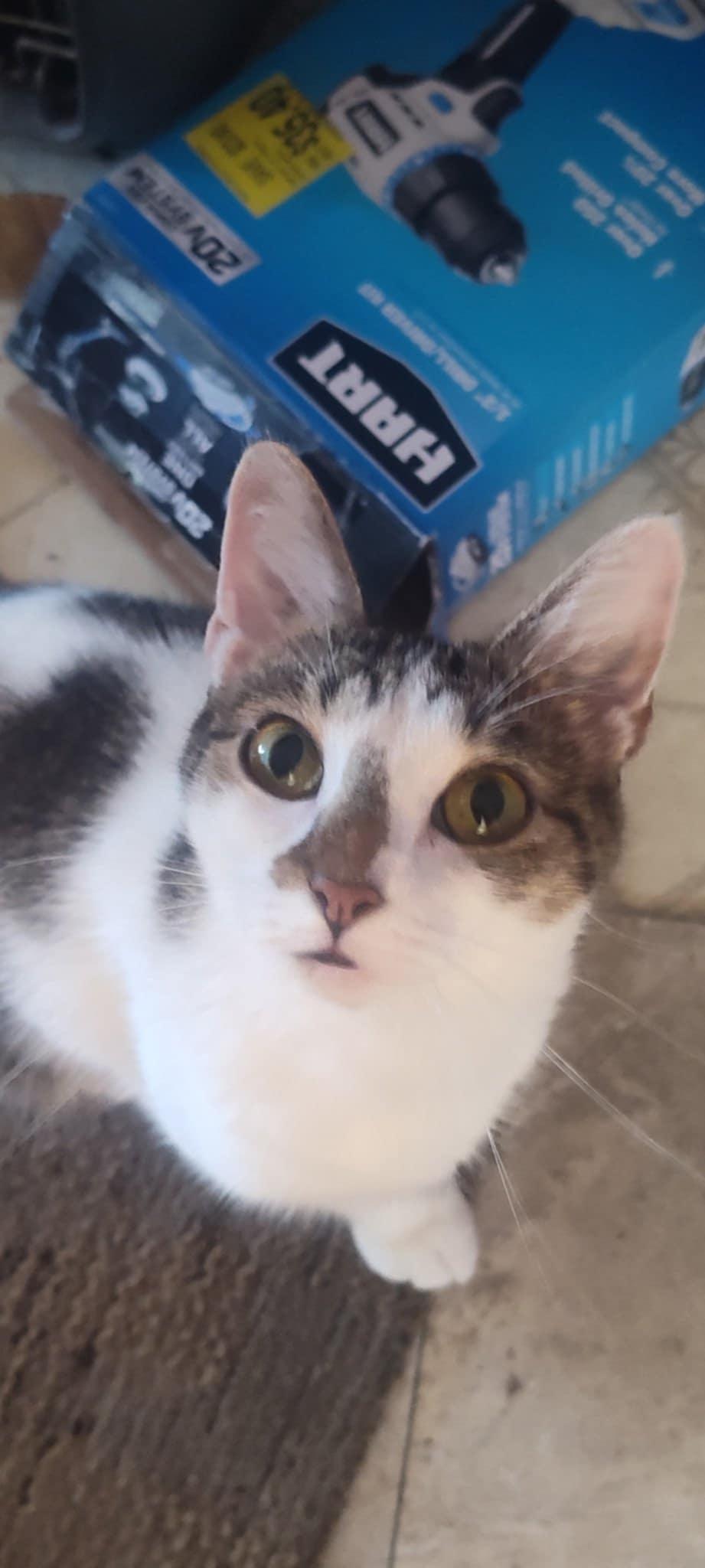 Athena, Adoptable, Adult Female Domestic Short Hair.