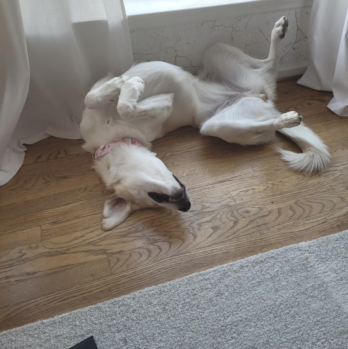 Enlarge Harley, a Adoptable mixed breed in Brentwood, TN image 3/4