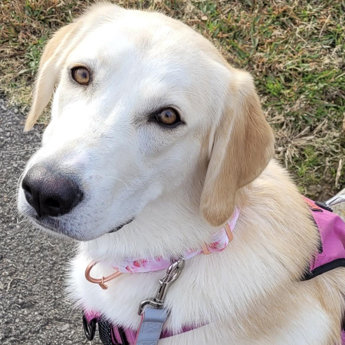 Enlarge Harley, a Adoptable mixed breed in Brentwood, TN image 2/4