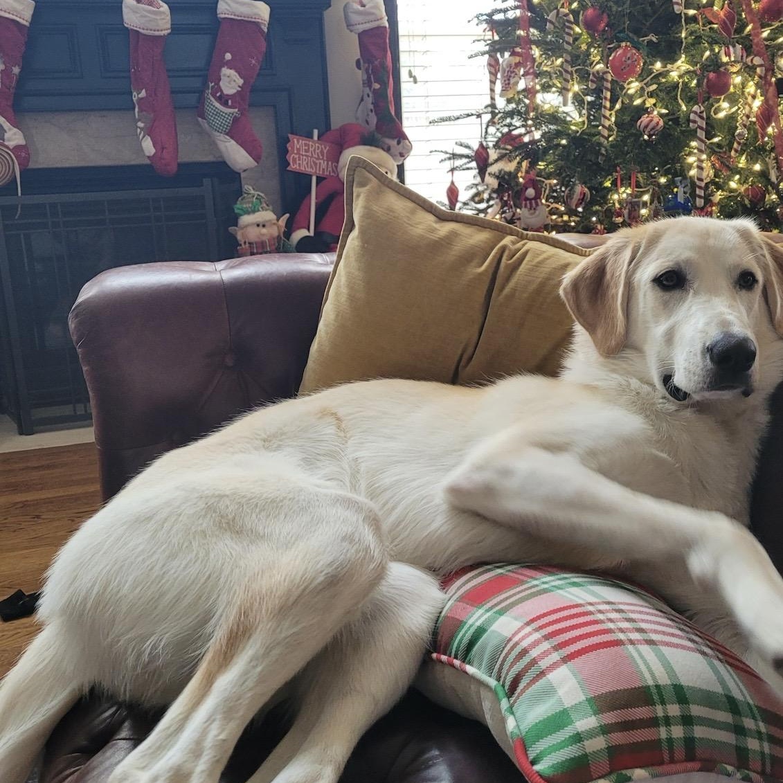 Enlarge Harley, a Adoptable mixed breed in Brentwood, TN image 1/4