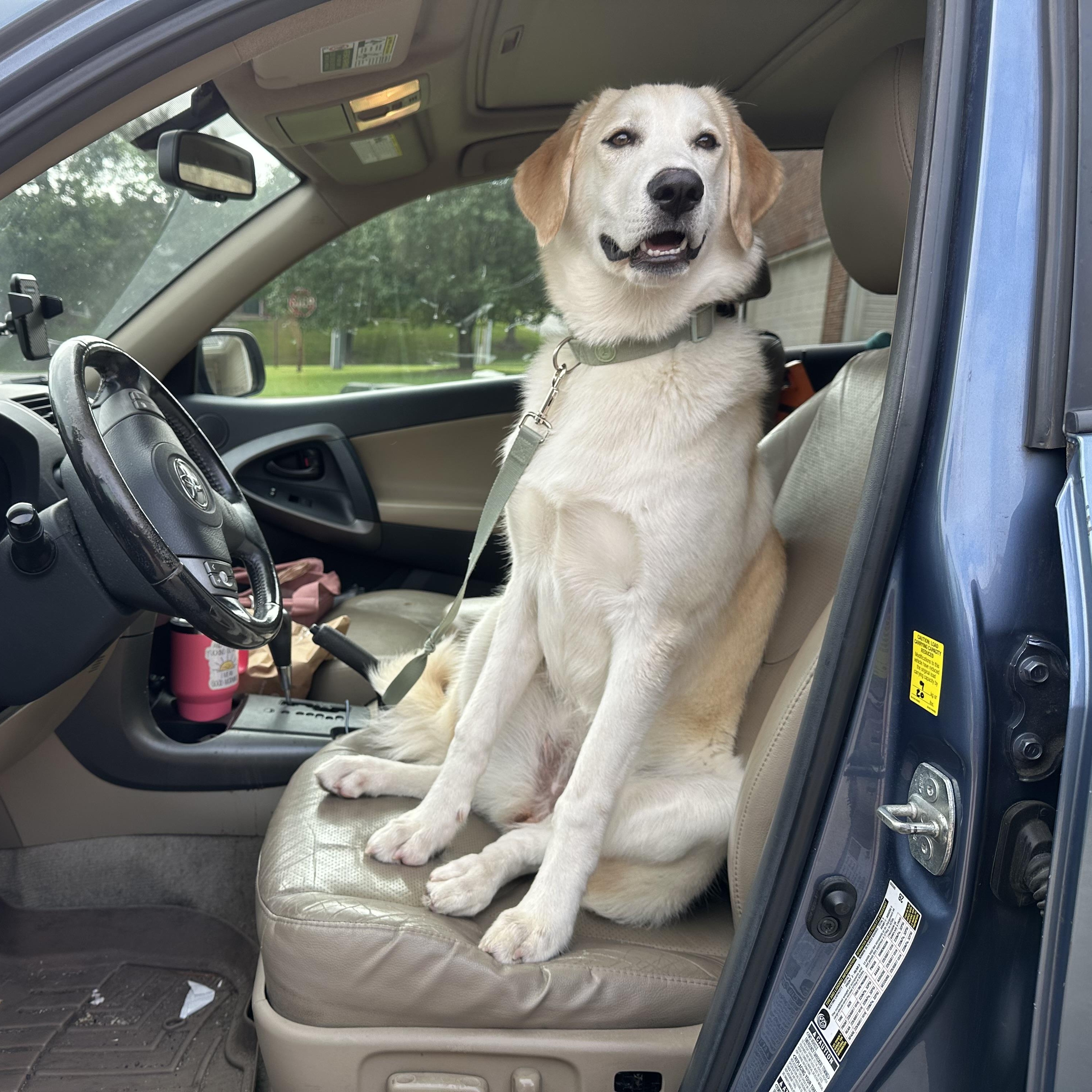 Bitsy, Adoptable, Young Female Yellow Labrador Retriever.