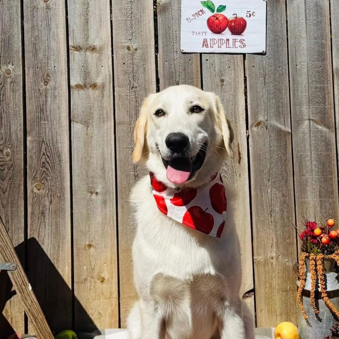 Enlarge Bitsy, a Adoptable mixed breed in Brentwood, TN image 3/4
