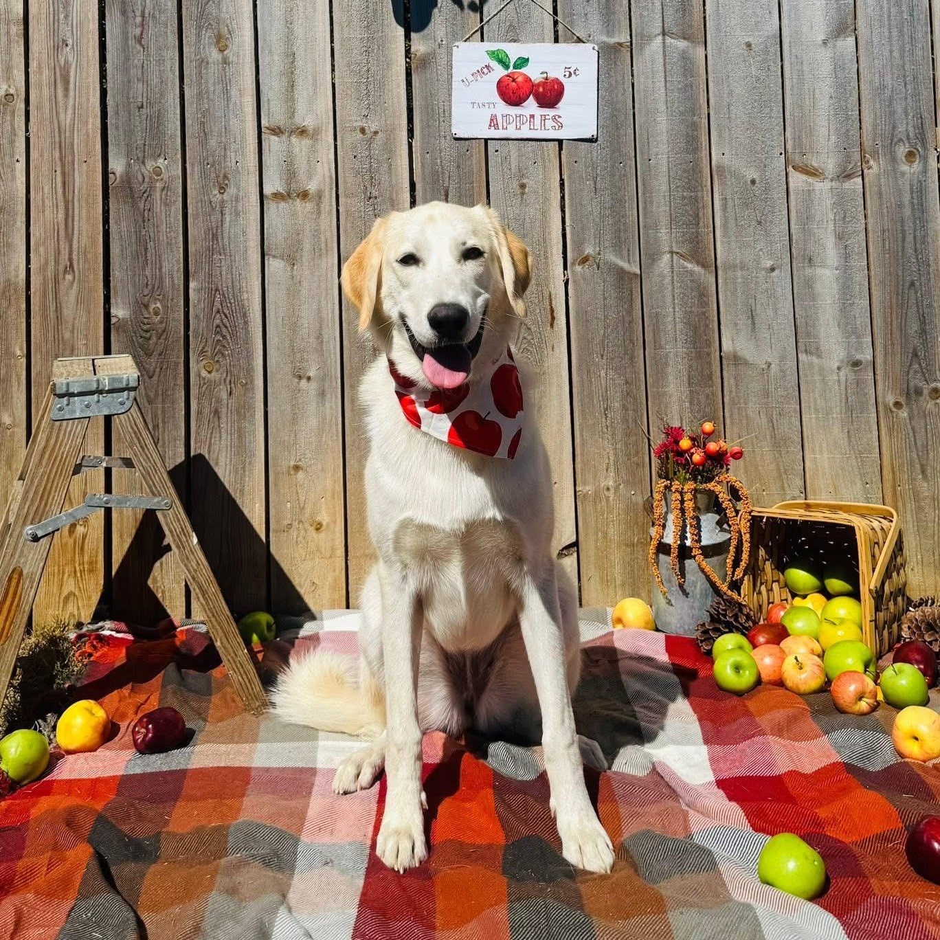 Enlarge Bitsy, a Adoptable mixed breed in Brentwood, TN image 4/4