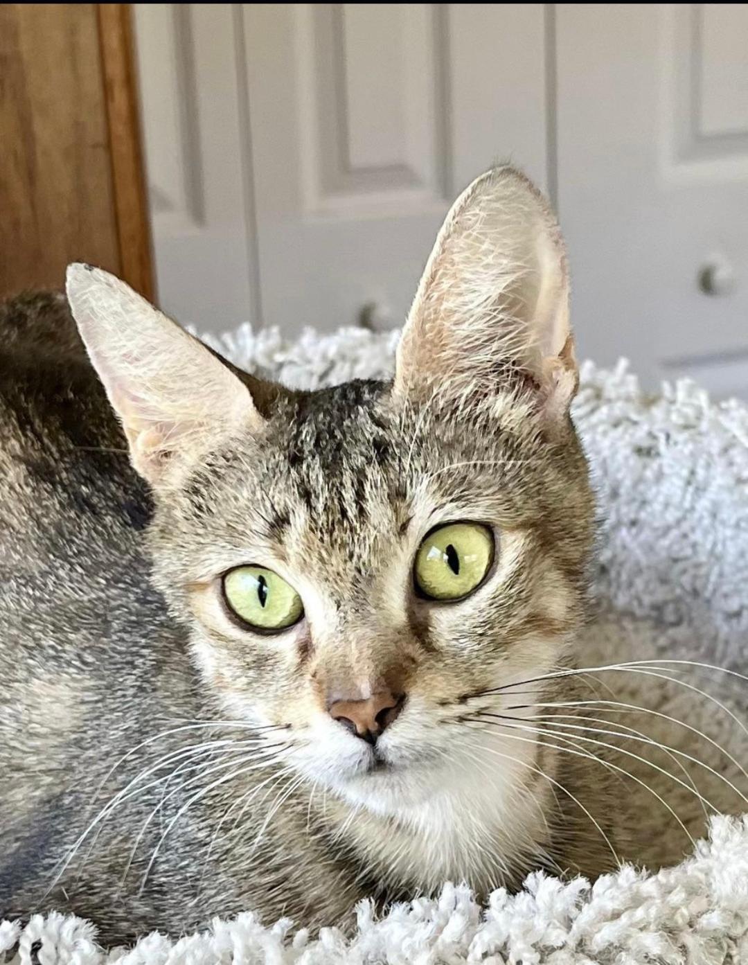 Dorothy, a Adoptable Egyptian Mau in New Haven, CT image 4/4