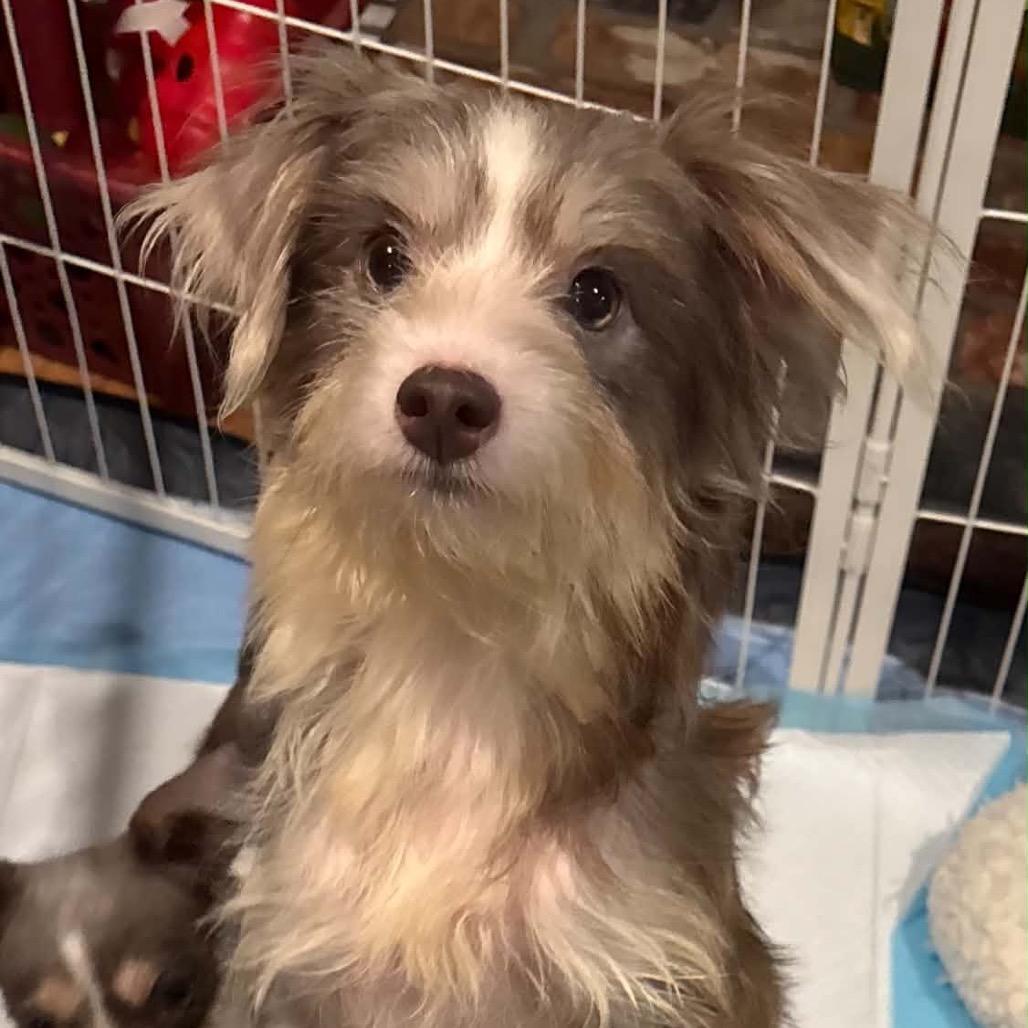 Henrietta, Adoptable, Adult Female Terrier & Yorkshire Terrier.