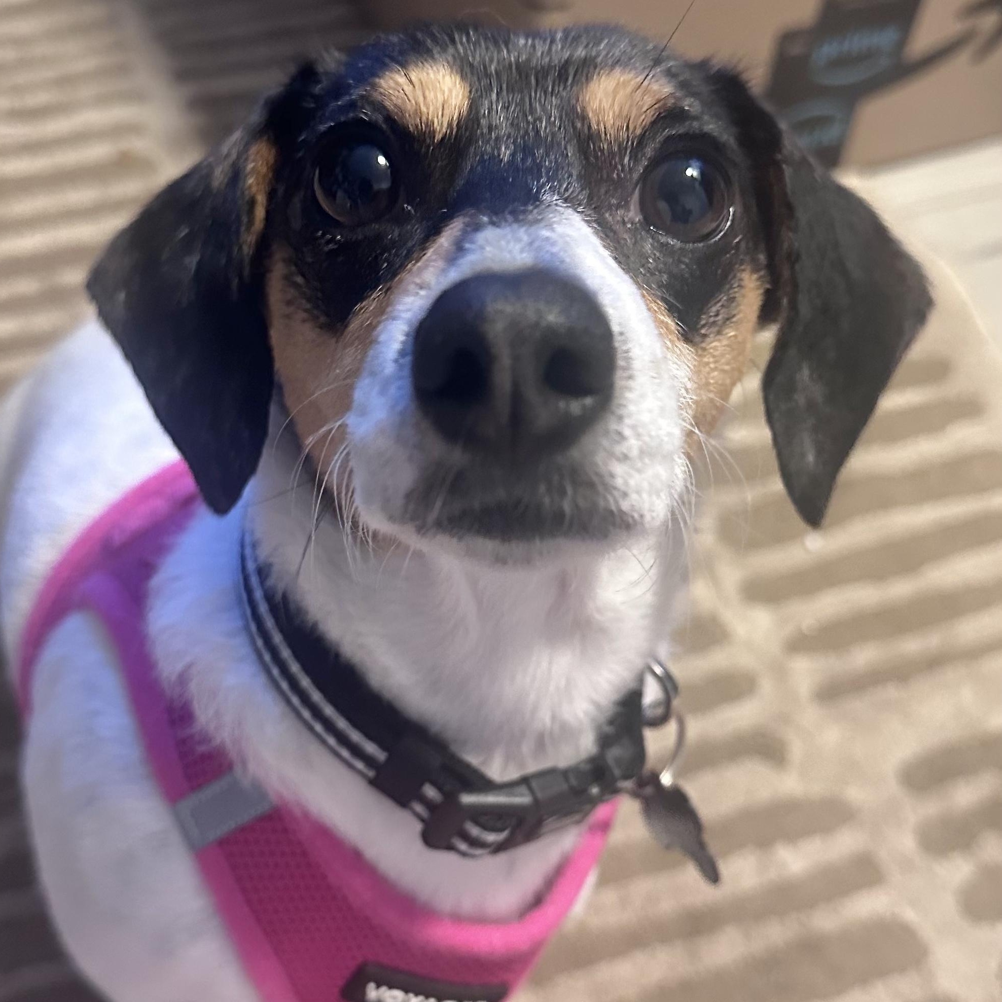 Enlarge Millie, a ADOPTABLE mixed breed in Portland, OR image 1/1