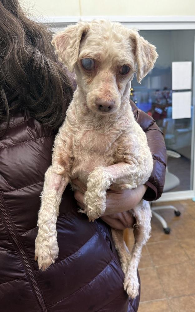 Bitsy, a Adopted mixed breed in Osgood, IN image 1/2