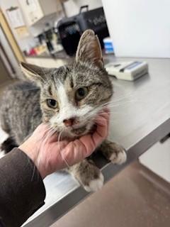 Enlarge Eastmont, a Adoptable mixed breed in South Bend, IN image 1/1