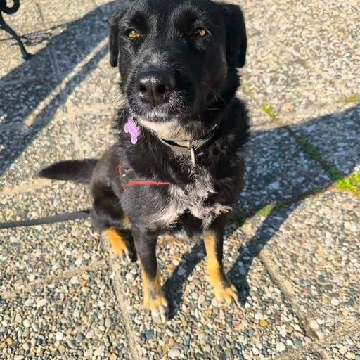 Enlarge Maya, a Adoptable mixed breed in Scarborough, ON image 2/5