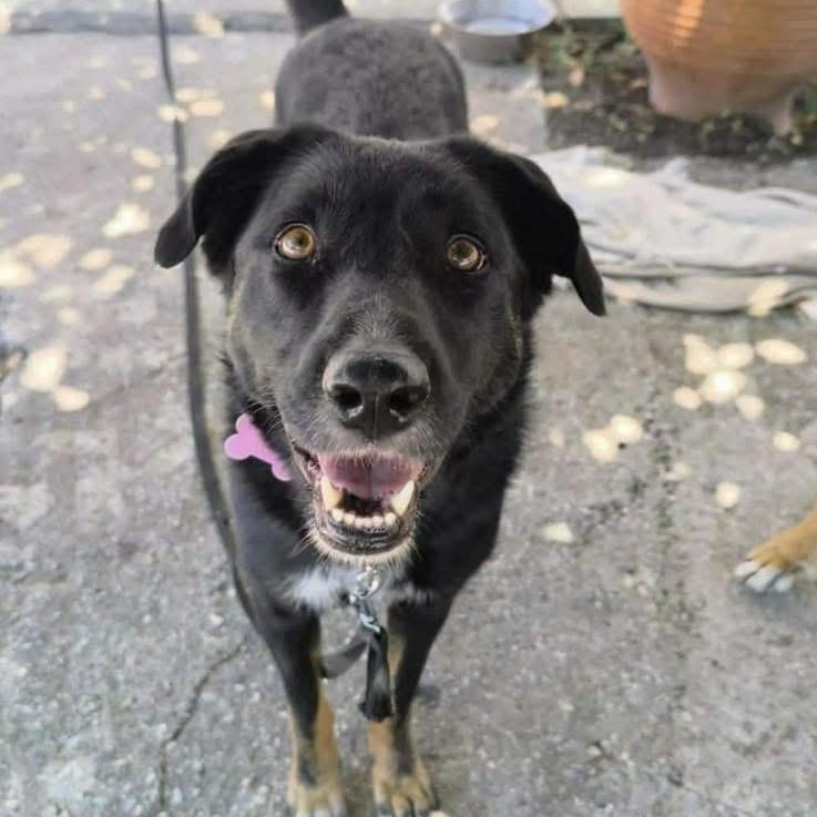 Enlarge Maya, a Adoptable mixed breed in Scarborough, ON image 3/5