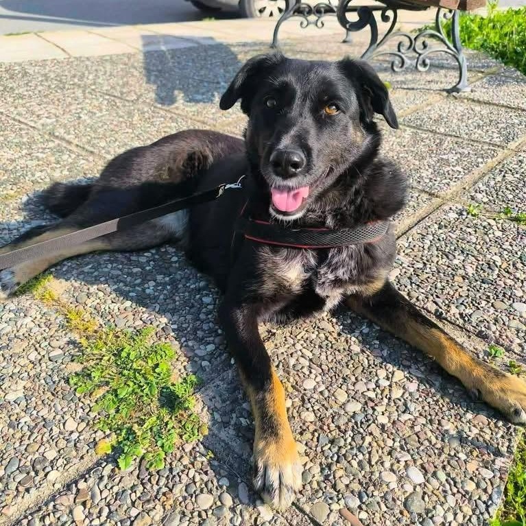 Enlarge Maya, a Adoptable mixed breed in Scarborough, ON image 5/5