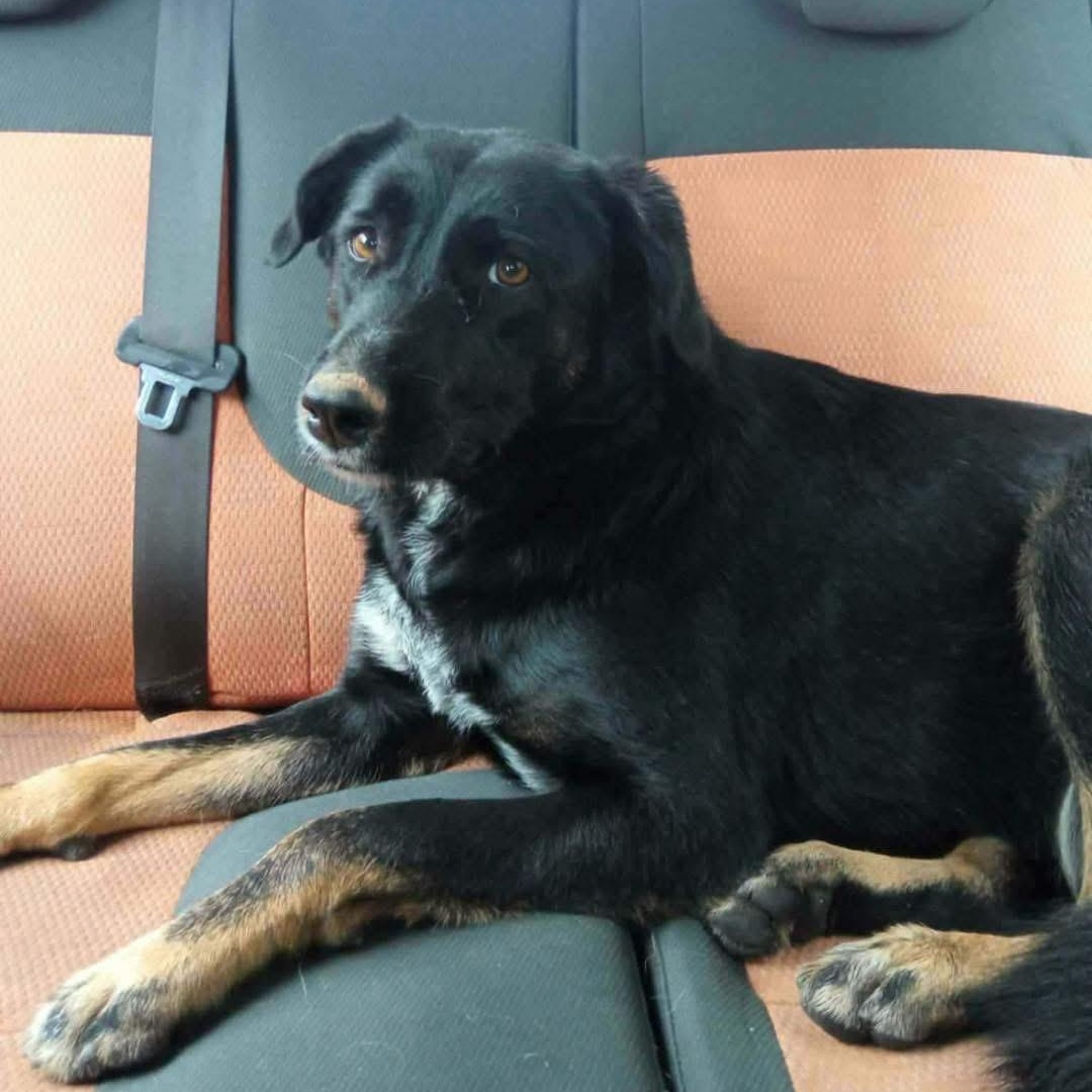Enlarge Maya, a Adoptable mixed breed in Scarborough, ON image 4/5