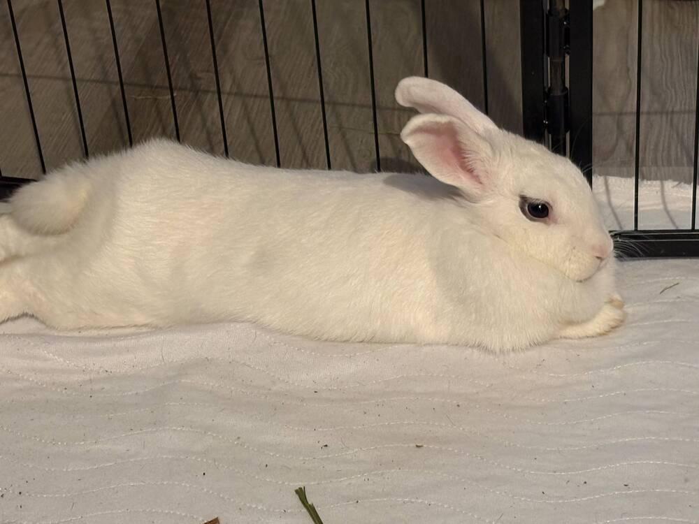 Enlarge Marshmallow Fluff, a Adoptable mixed breed in Melbourne, FL image 1/6