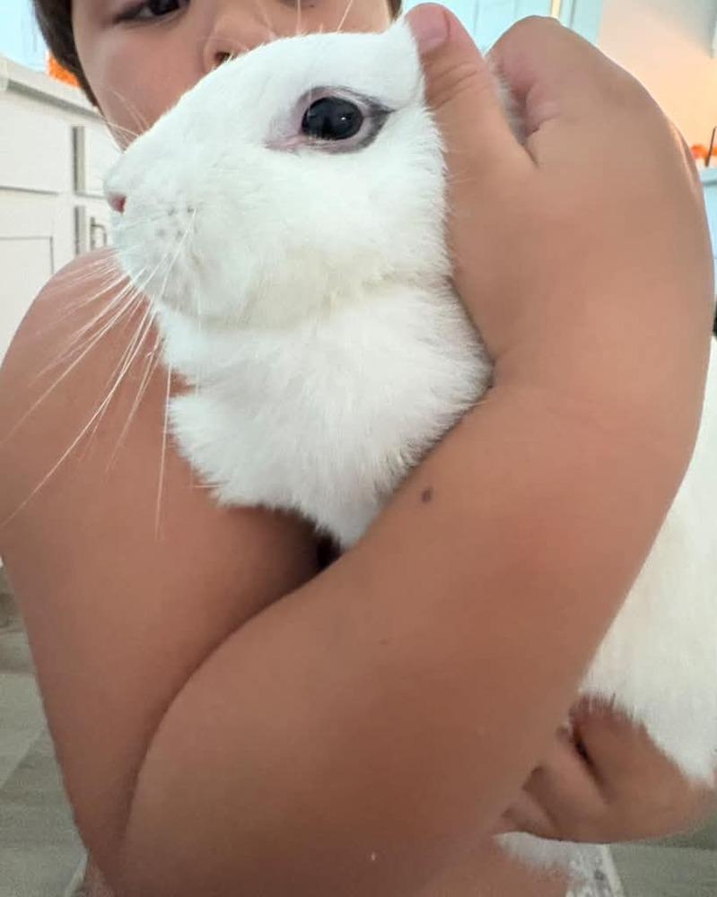 Enlarge Marshmallow Fluff, a Adoptable mixed breed in Melbourne, FL image 2/6