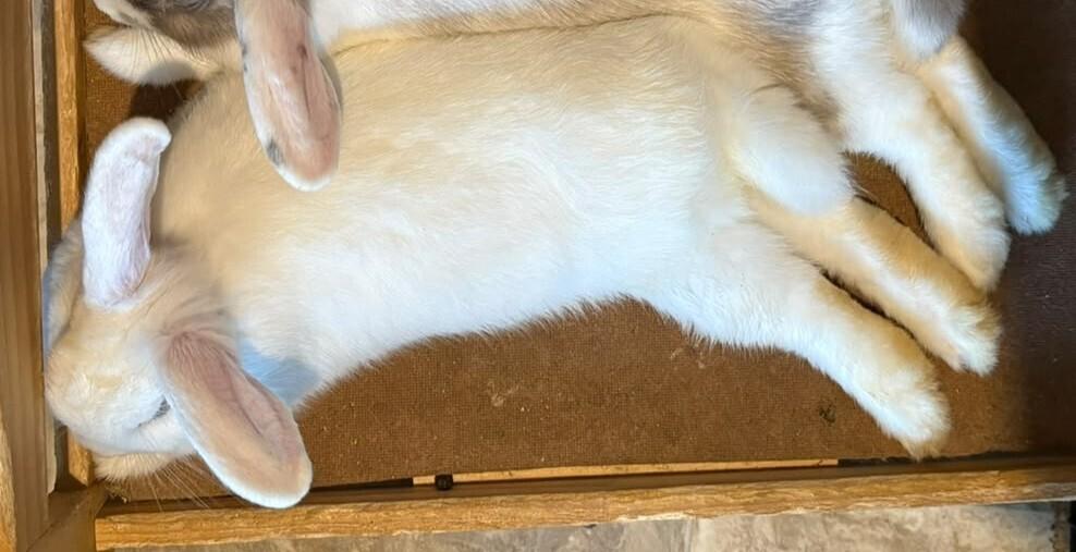 Enlarge Marshmallow Fluff, a Adoptable mixed breed in Melbourne, FL image 3/6