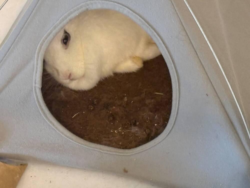 Enlarge Marshmallow Fluff, a Adoptable mixed breed in Melbourne, FL image 4/6