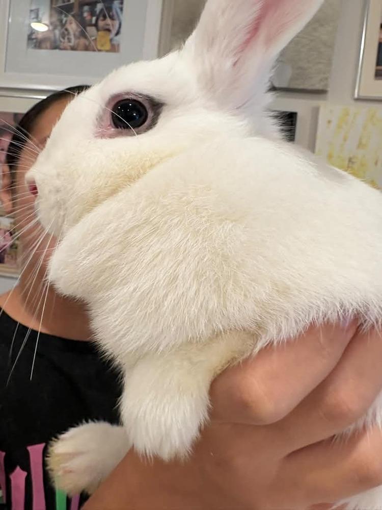 Enlarge Marshmallow Fluff, a Adoptable mixed breed in Melbourne, FL image 5/6