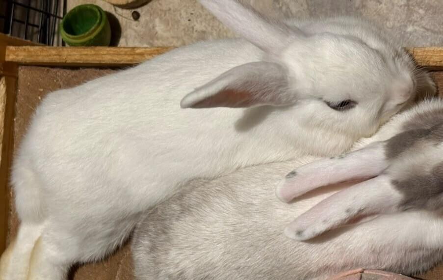 Enlarge Marshmallow Fluff, a Adoptable mixed breed in Melbourne, FL image 6/6