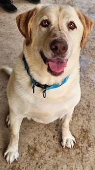 Maxx, Adoptable, Adult Male Labrador Retriever.