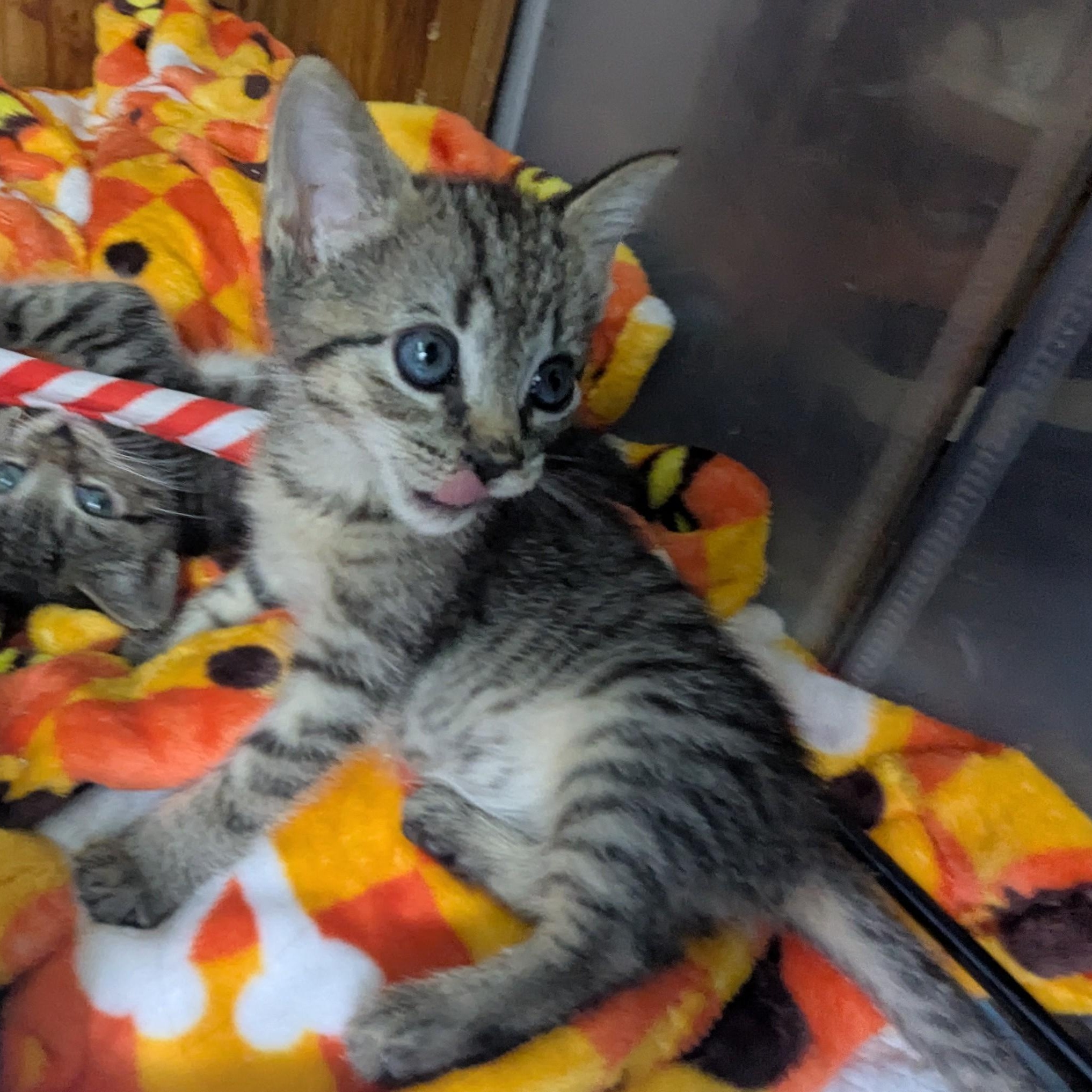 Enlarge Bobbi & Ayri, a Adoptable Tabby in Sewaren, NJ image 2/3