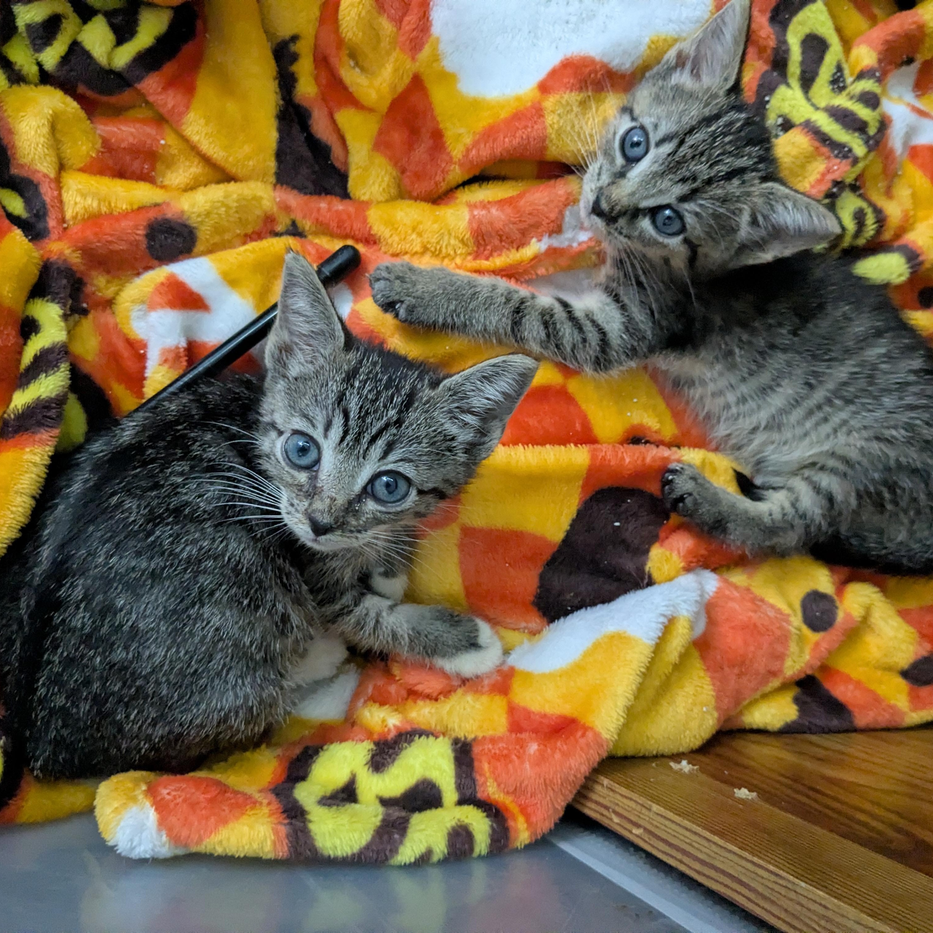 Bobbi & Ayri, Adoptable, Kitten Female Tabby.