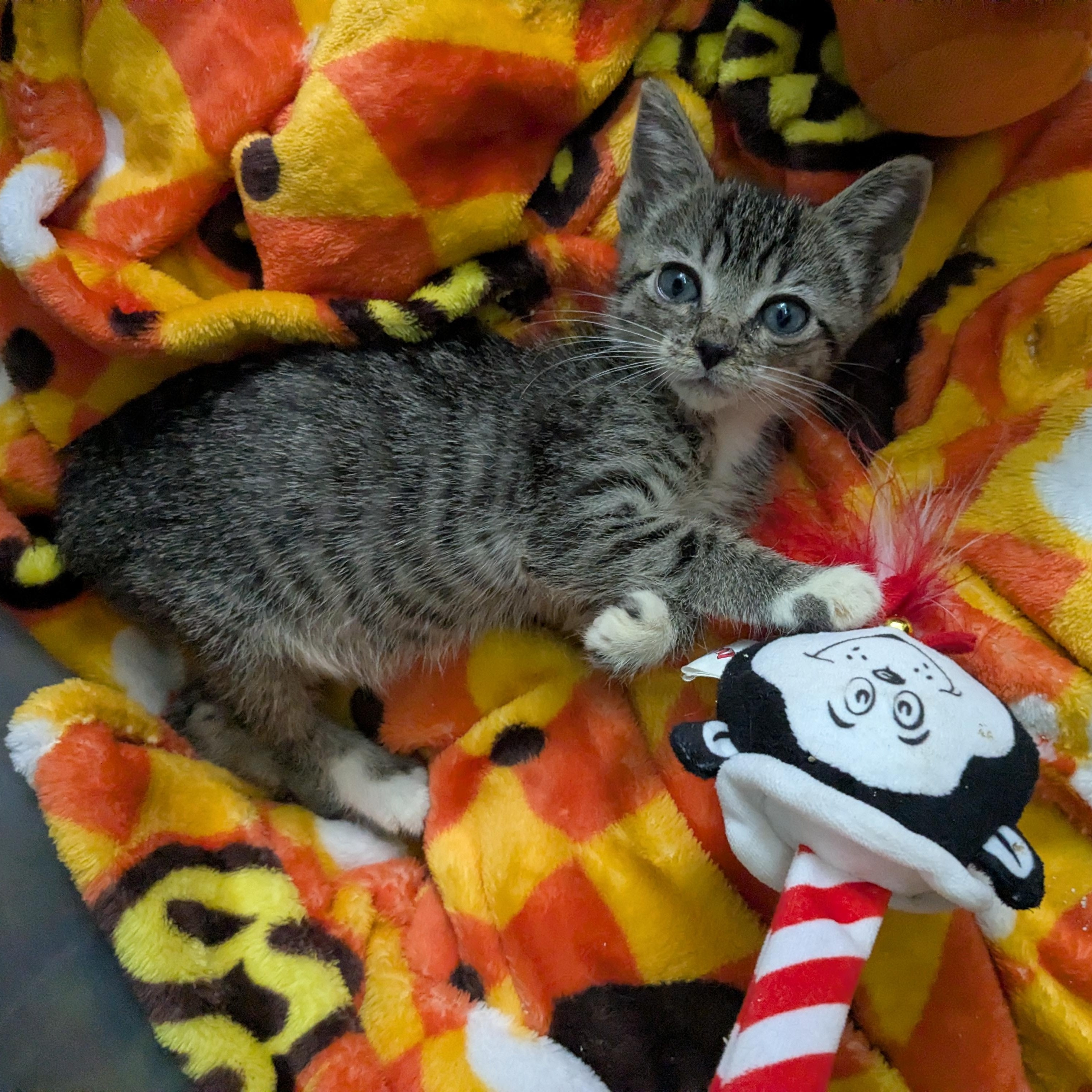Enlarge Bobbi & Ayri, a Adoptable Tabby in Sewaren, NJ image 3/3