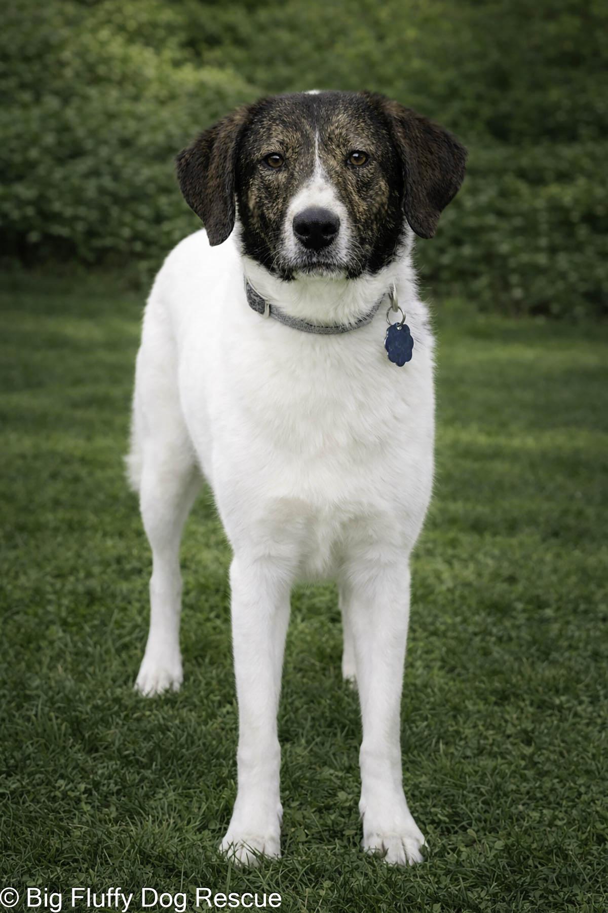 Enlarge Tavish, an adopted mixed breed in Wytheville, VA image 1/3
