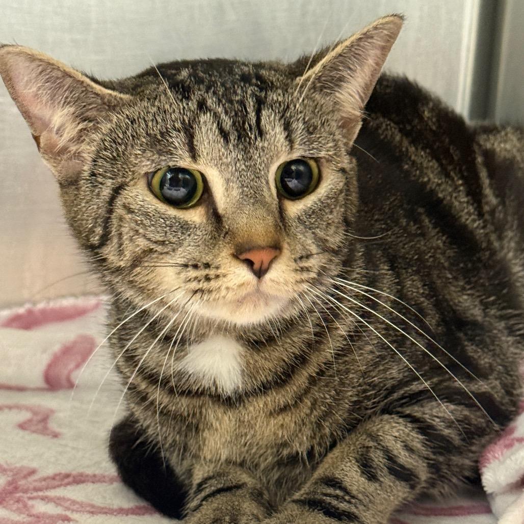 Enlarge Chanel, a Adoptable Domestic Short Hair in Perkiomenville, PA image 1/1