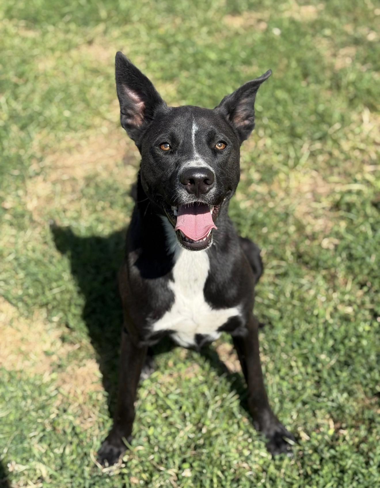 Newton, Adoptable, Adult Male Labrador Retriever.