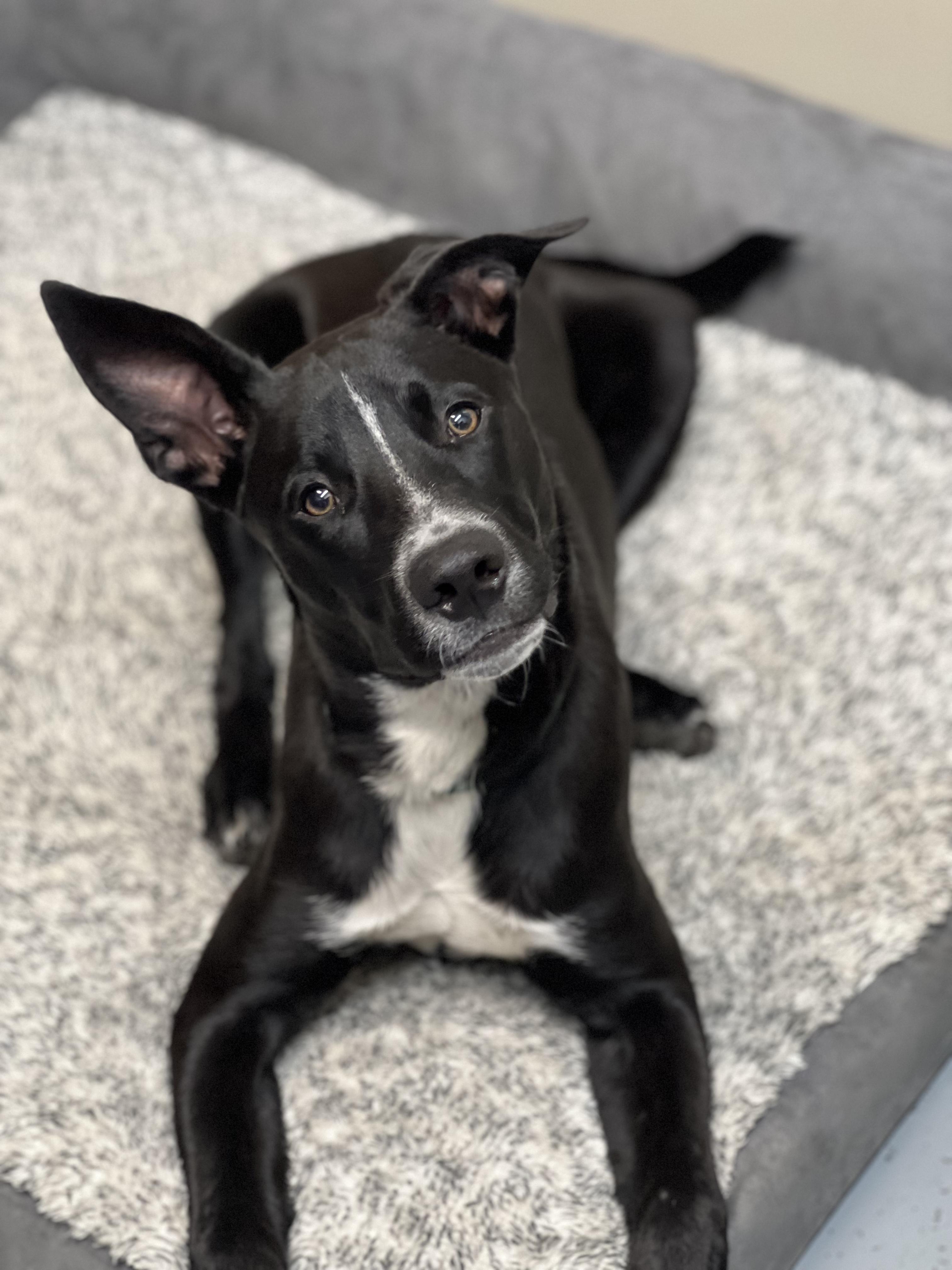 Enlarge Newton, a Adoptable mixed breed in Stahlstown, PA image 2/6