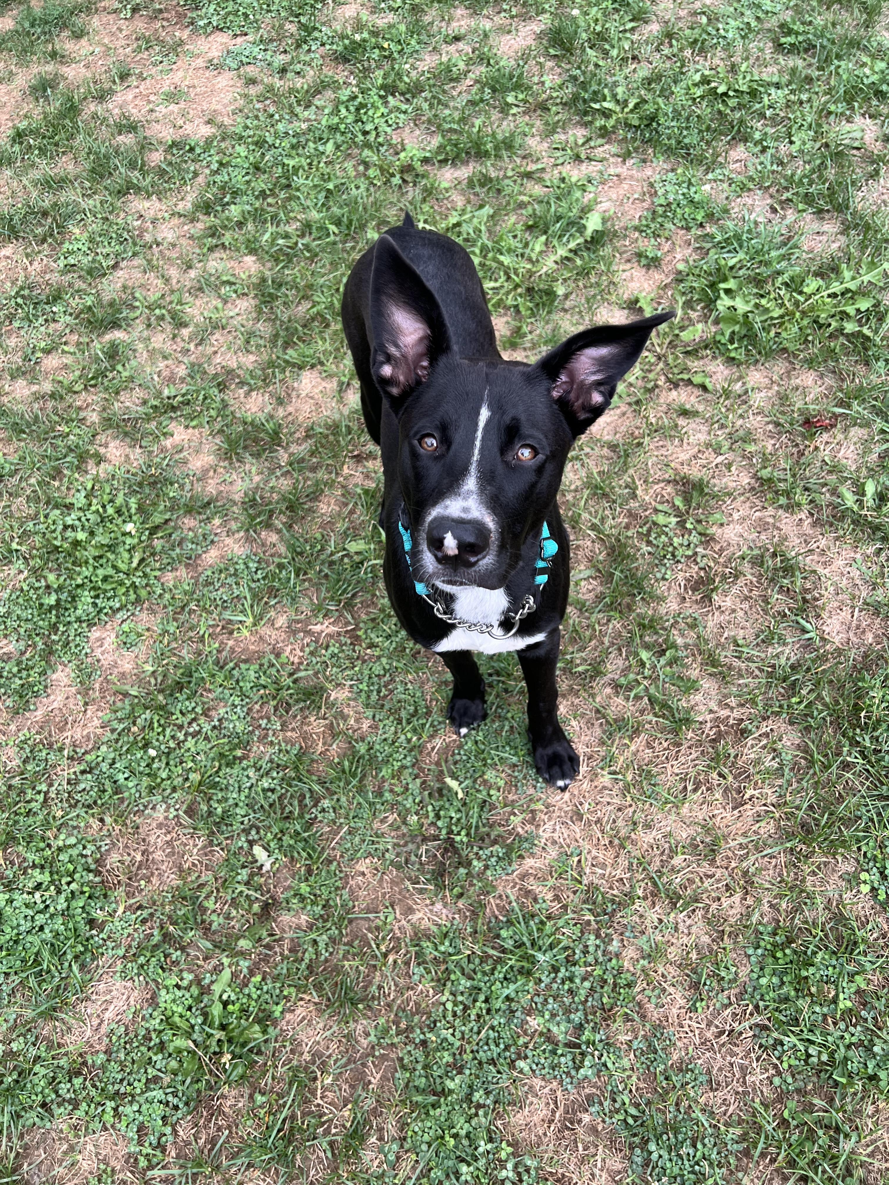 Enlarge Newton, a Adoptable mixed breed in Stahlstown, PA image 3/6
