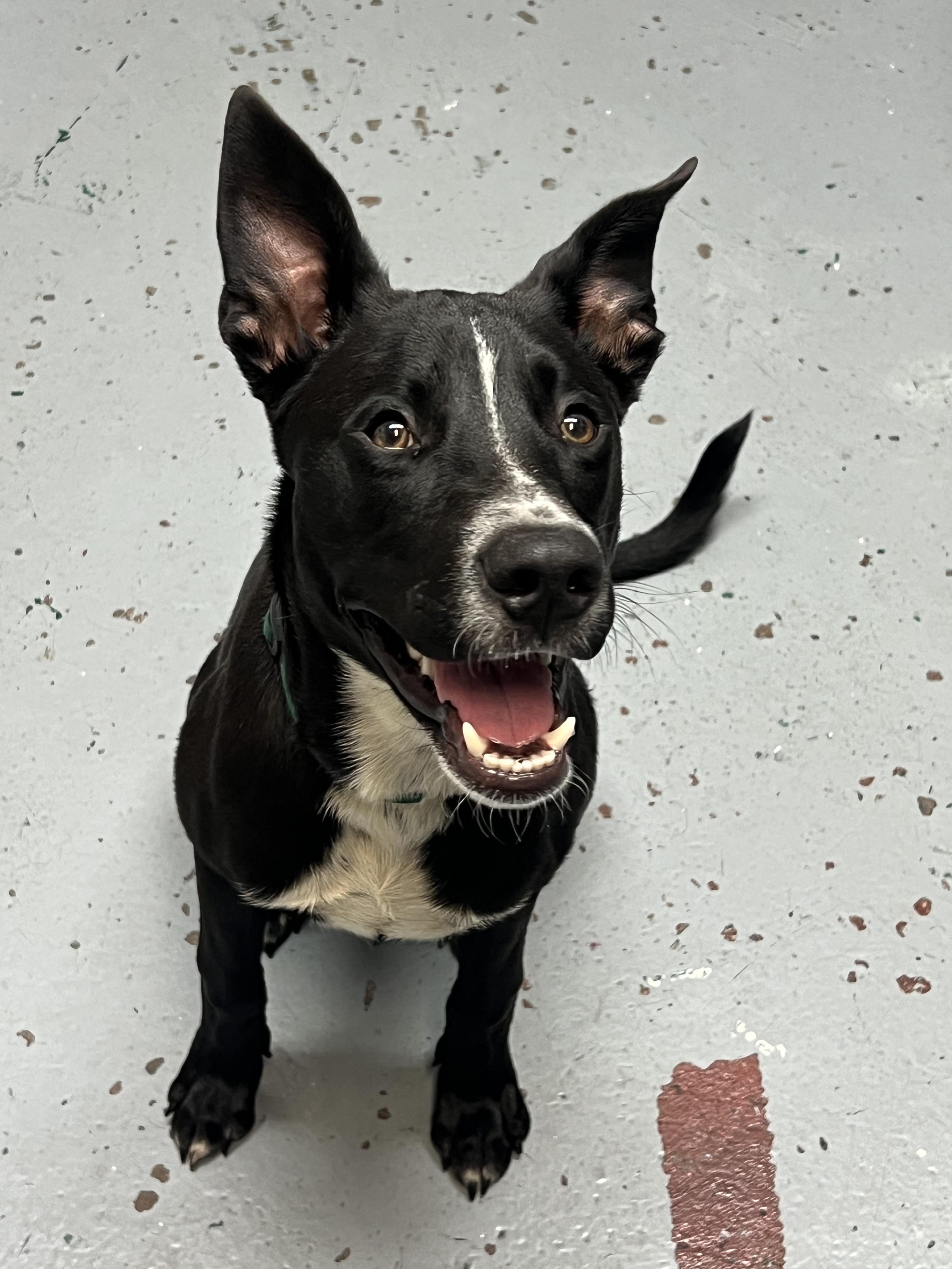 Enlarge Newton, a Adoptable mixed breed in Stahlstown, PA image 4/6