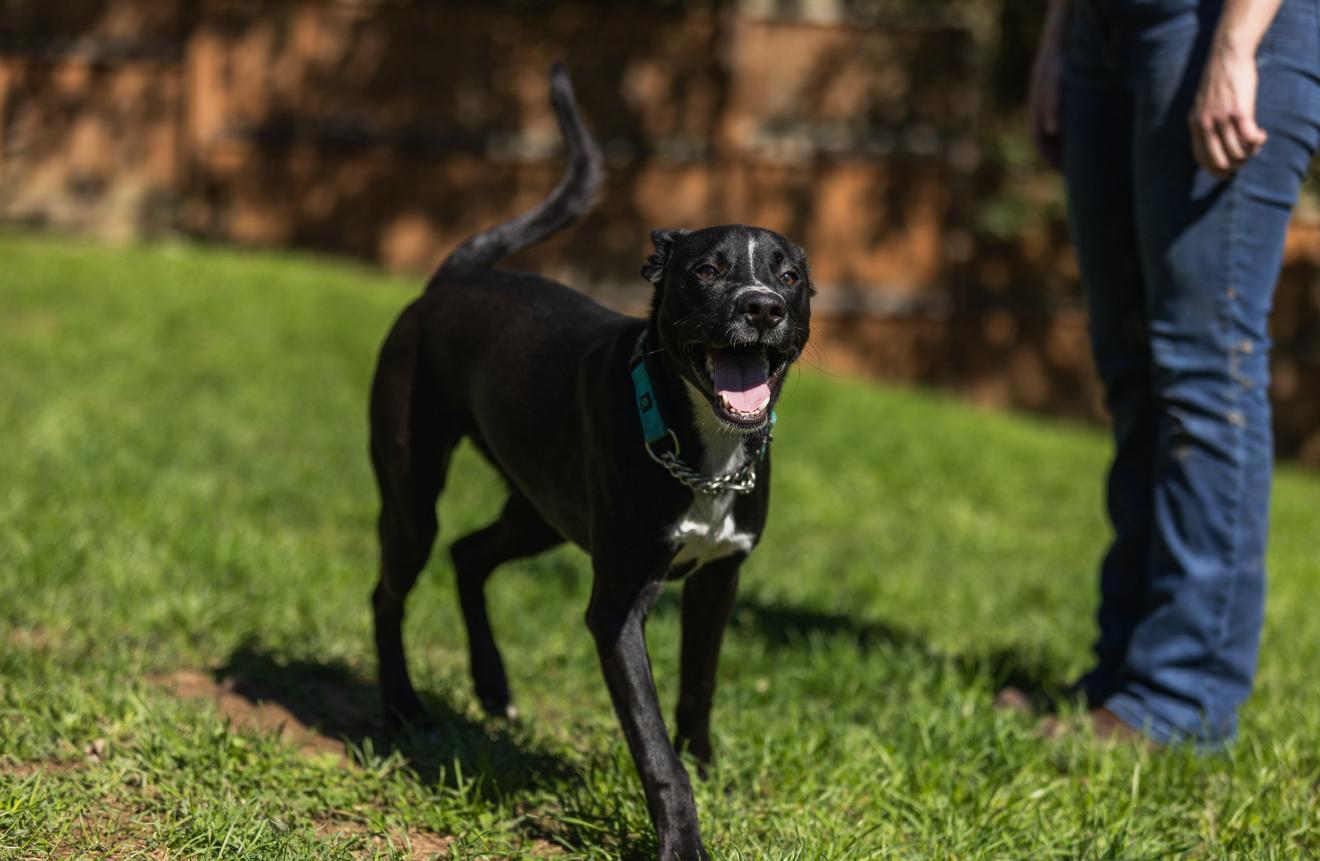 Enlarge Newton, a Adoptable mixed breed in Stahlstown, PA image 6/6