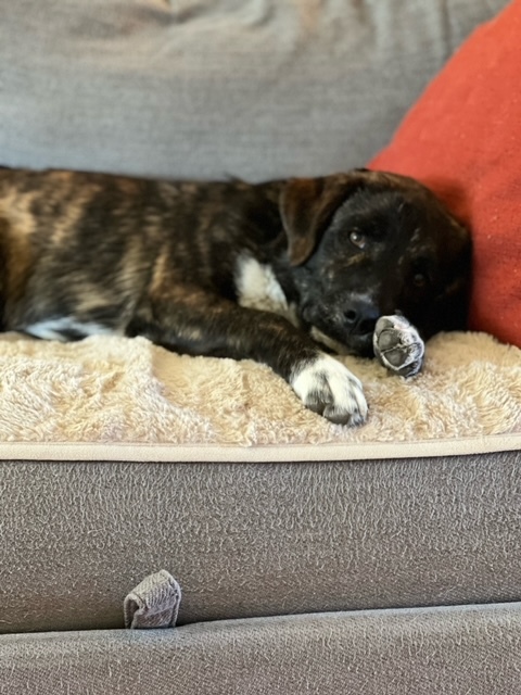 Tommy ("Mike"), a Adoptable mixed breed in Tucson, AZ image 1/6