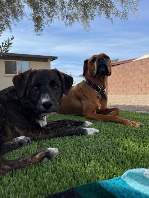 Tommy ("Mike"), a Adoptable mixed breed in Tucson, AZ image 2/6