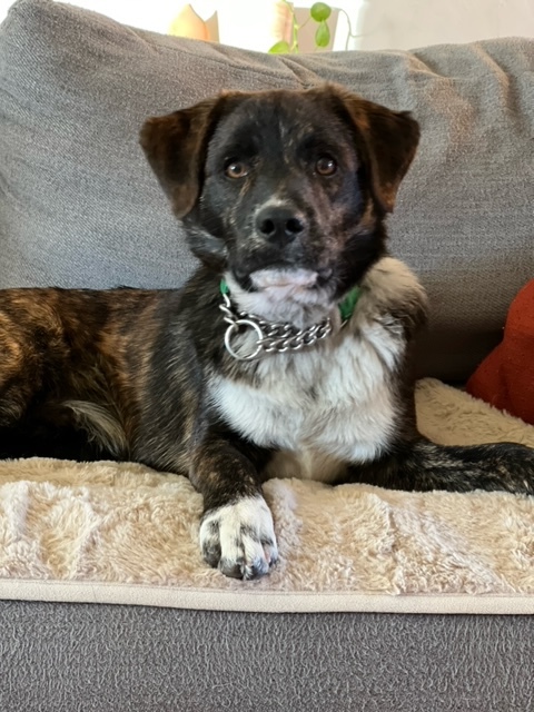 Tommy ("Mike"), a Adoptable mixed breed in Tucson, AZ image 3/6