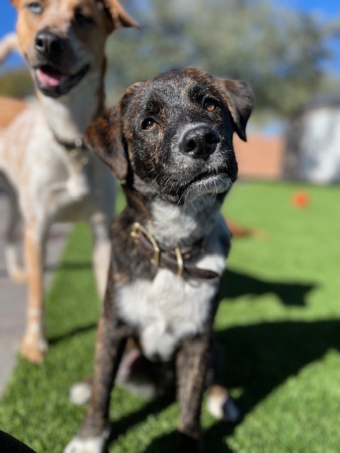 Tommy ("Mike"), a Adoptable mixed breed in Tucson, AZ image 4/6